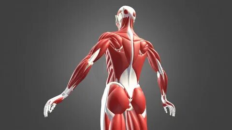 Muscles 3d