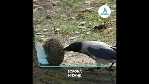 Ворон переводит ежика через дорогу