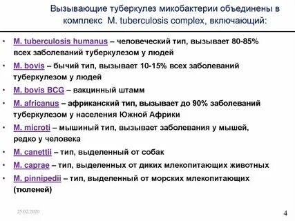 Туберкулез вызывают микобактерии