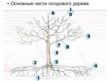 Строение плодового
