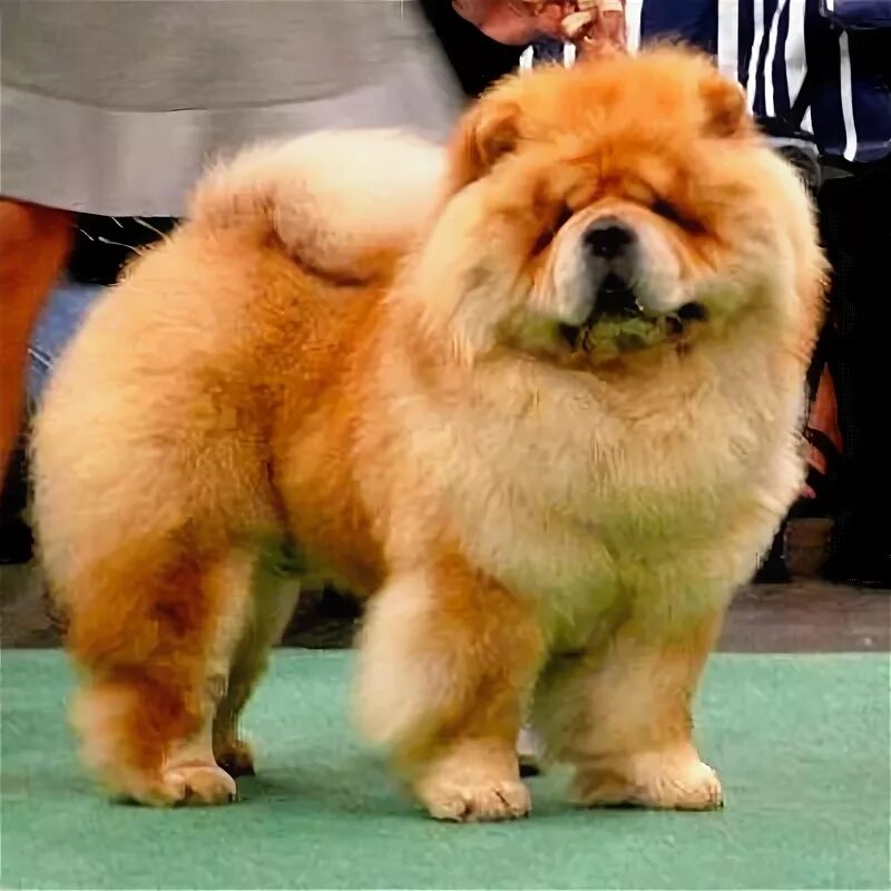 Chow chow black. Чау с черной маской. Чау чау черный. Cau cau собака. Бона чау бона чау.