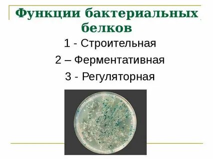 Бактерии белка
