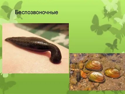 Беспозвоночные животные 4 класс
