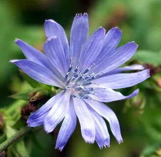 Chicory a colorful