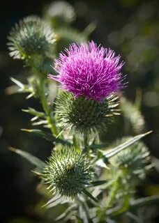 Scotland plants