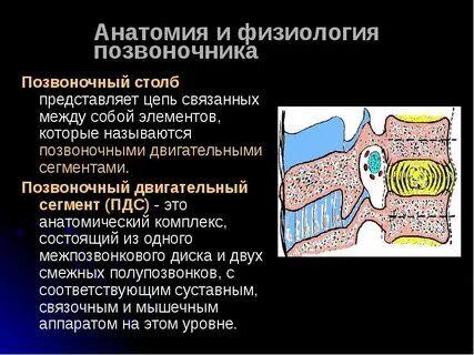 Физиология спинного