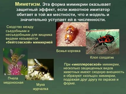 Приспособленность к среде обитания божьей коровки