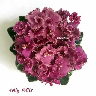 Jolly frills фиалка
