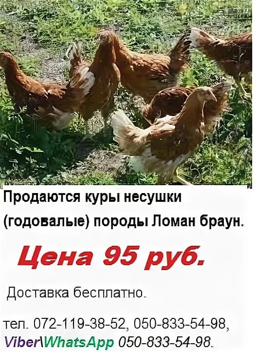 продаются куры, продаются куры несушки, годовалые куры несушки, объявления о продаже кур несушек