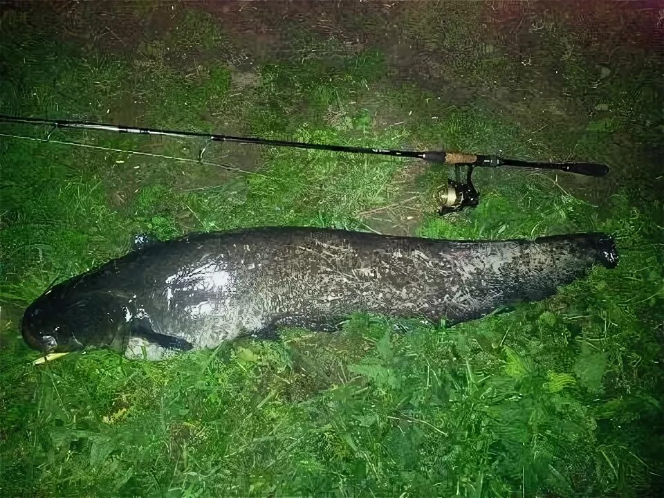 Сом в сентябре. Речные рыбы сом. Удочка на сома. Сом в сентябре. Ловля сома.