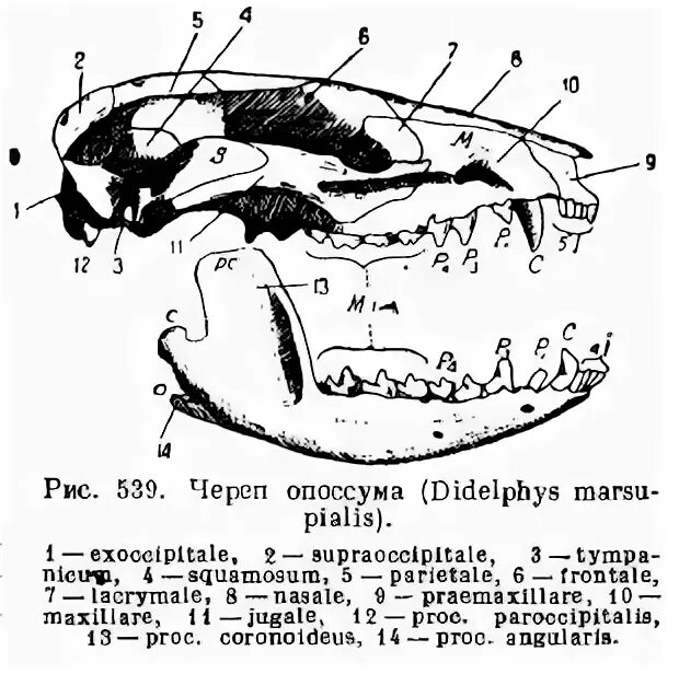 Скелет черепа млекопитающих схема. Общая схема строения черепа млекопитающих. Кости крыши черепа млекопитающих. Строение черепа млекопит.