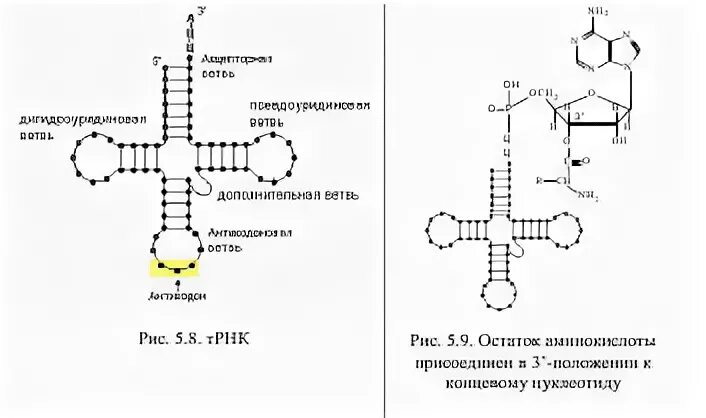 Последовательность трнк