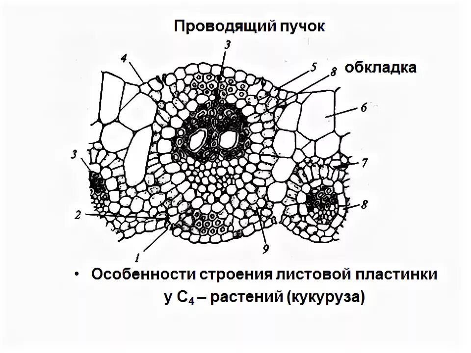 Типы проводящих пучков