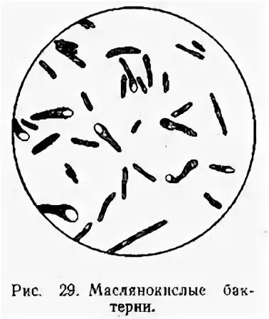 Маслянокислое брожение бактерии. Маслянокислое брожение у клостридий. Маслянокислые бактерии. Маслянокислые бактерии. Клостридии маслянокислые бактерии.