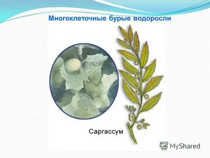 Конспект многоклеточные водоросли 7 класс