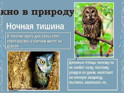 Сова доклад