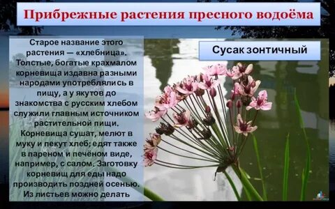 Байкал это искусственный естественный или пресный водоем