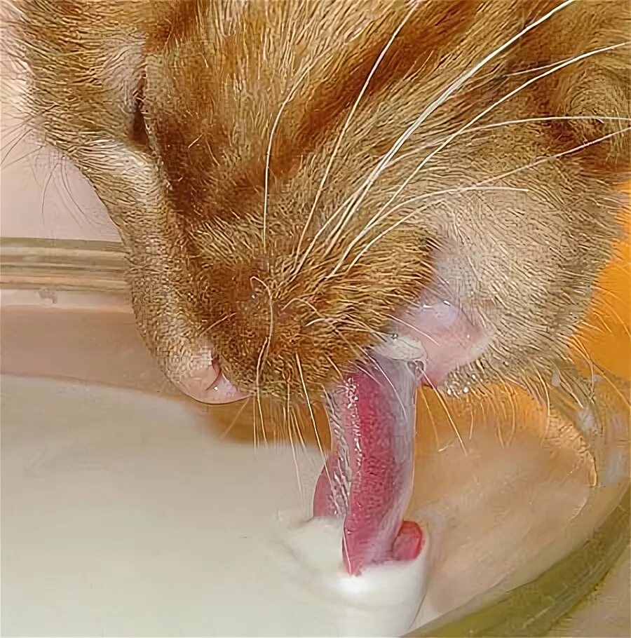 Кошка вода нос. Кошка пьет. Кошка лакает. Кошка пьет молоко. Кошка лакает молоко.