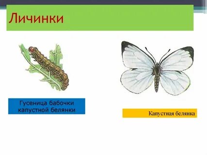 Капустница какое превращение