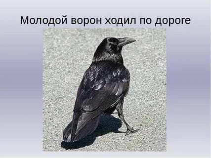 Ворона идет