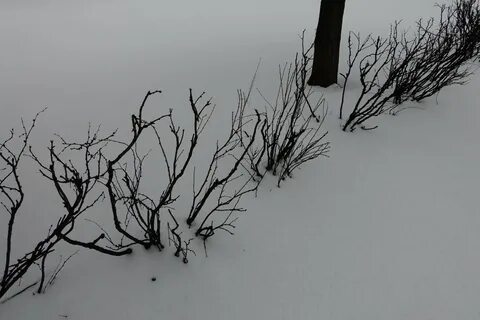 Ветви опущены