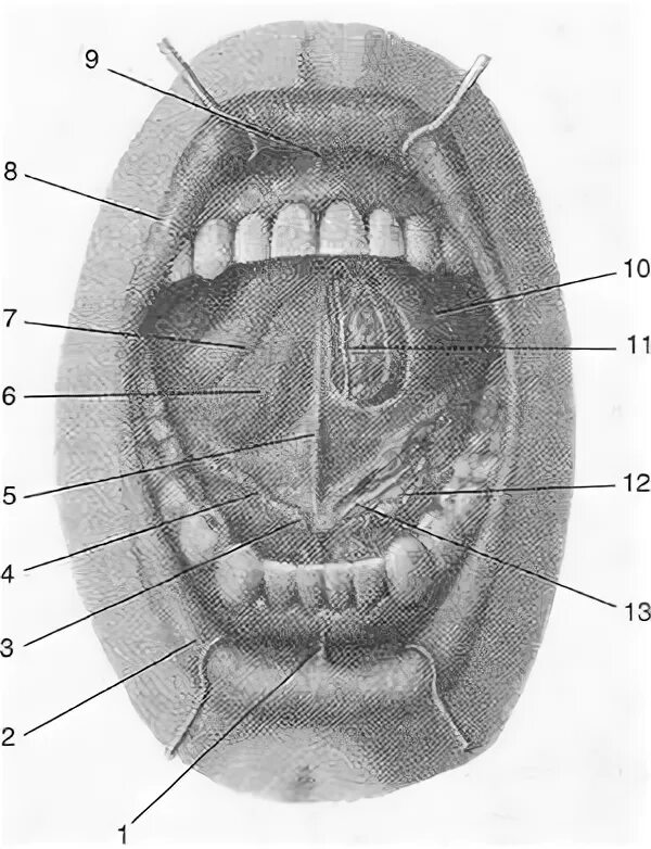 Строение дна полости рта анатомия. Бахромчатые складки слизистой оболочки нижней поверхности языка. Строение ротовой полости снизу.