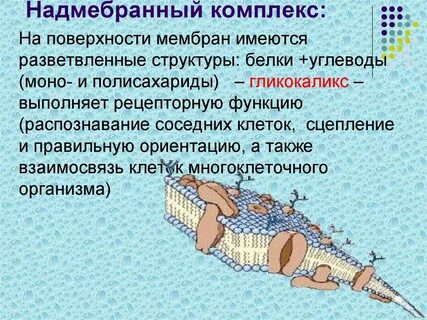 Поверхностный комплекс