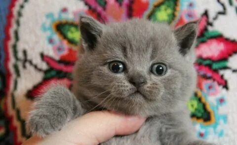 Подойти котенок