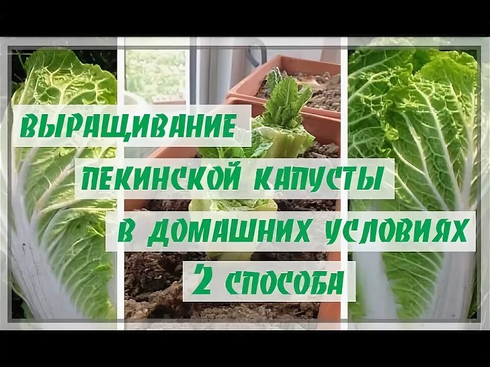 Как посадить семена пекинской капусты. Рассада пекинской капусты. пекинская капуста на подоконнике. пекинская капуста из кочерыжки. пекинская капуста вырастить дома.