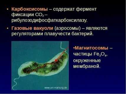 Вакуоли у бактерий