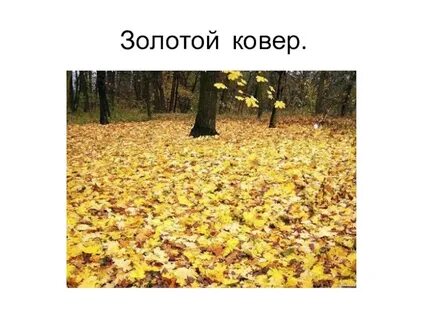 Какая золотистая осень какой золотистый ковер