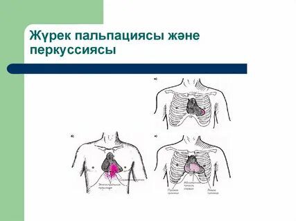 Пальпация перкуссия аускультация