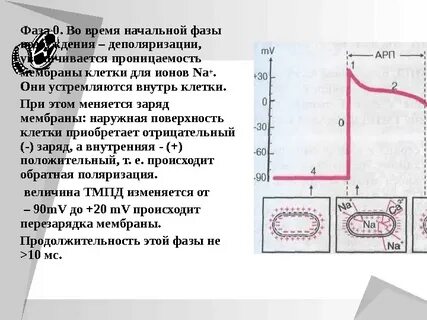 Фаза u