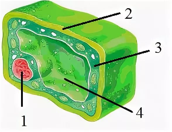 Клеточный сок хлорофилл хлоропласт. Клеточный сок растительной клетки. Часть клетки, в которой находится клеточный сок, обозначена цифрой. Вакуоль растительной клетки. Клеточный сок называется