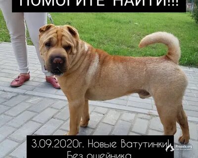 Порода похожая на шарпея