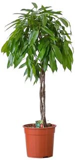 Фикус амстел