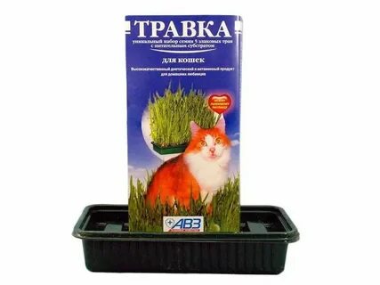 Травка для кошек