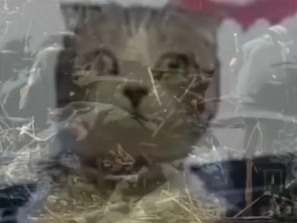 Что такое флешбеки в молодежном. Кот вьетнамские флешбеки. вьетнамские флешбеки джонни. вьетнамские флешбеки мем с котом. хомяк вьетнамские флешбеки.