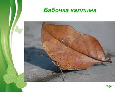 Приспособленность бабочки