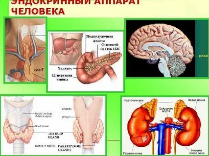 Болезни 6 букв