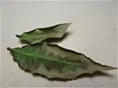 Лавровый лист засохли листья