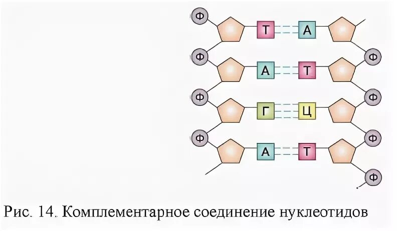 В молекуле днк комплементарны