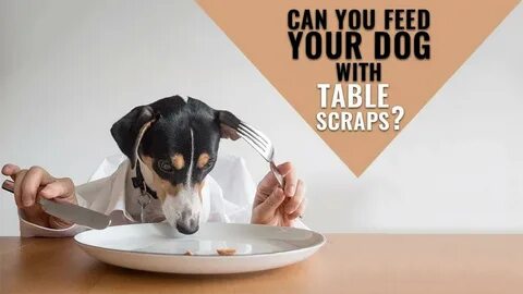 Dog table