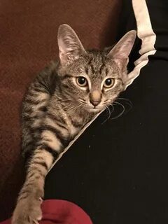 Кошка тараз