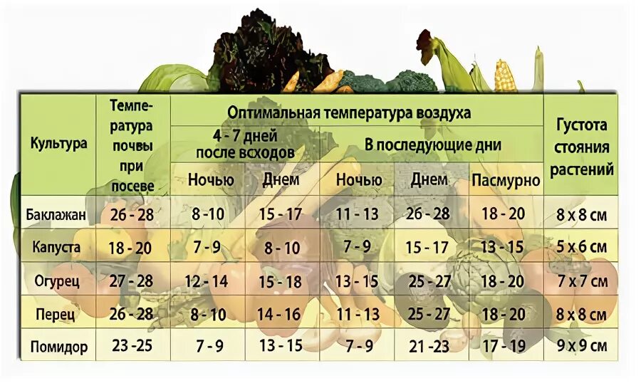 Какая температура должна быть для перца. Температурный график для выращивания рассады томатов. Температура и влажность в теплице для помидор и огурцов. Температура почвы для высадки рассады. Оптимальная температура для теплицы.