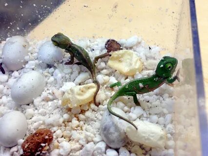 Python frozen