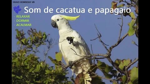 Какаду город