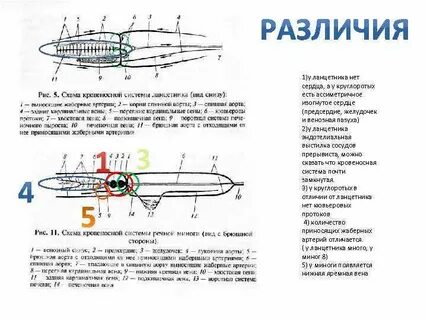 Кровеносная система ланцетника схема в цвете