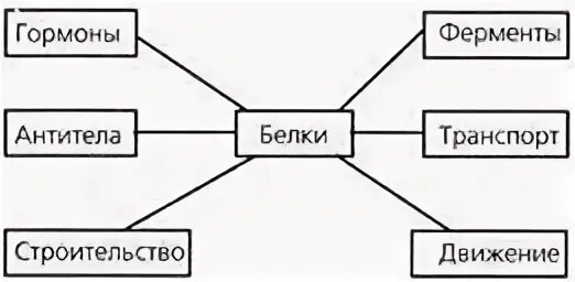 Белки 9 класс биология конспект кратко