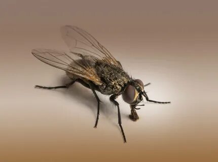 Fly home
